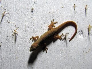 Gecko nocturne