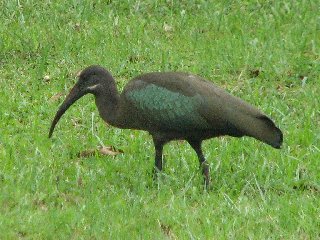 Ibis à moustaches