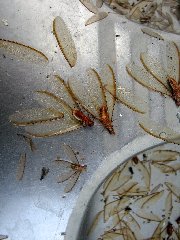 Termites ailés