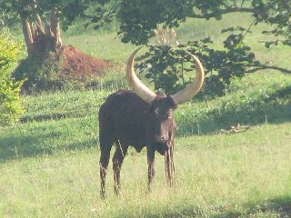 Watusi