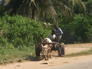 Attelage d'un zébu