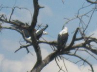 aigles pêcheurs africains