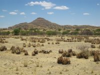 Aloe ssp dans la région de Khorixas