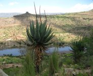 Aloes sur la route de Qachas Nek