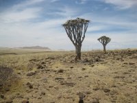 aloes typiques de la Namibie