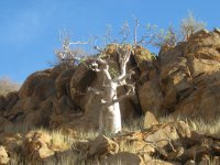 arbre-bouteille de Namibie sur une colline de pierres
