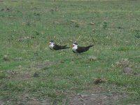 becs-en-ciseaux au bord de la Rivière Chobe