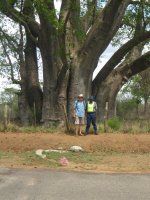 Big Tree, un baobab près de Victoria Falls (Zimbabwe)