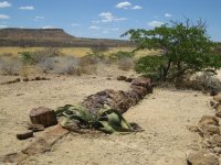 Bois pétrifié et Welwitschia