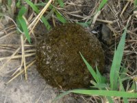 bousiers (Delta de l'Okavango)