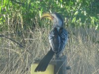 calao à Etosha (banane volante)