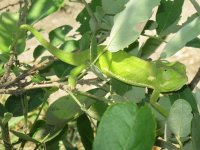 Caméléon sur une île dans le Delta