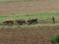 boeufs attelés à une charrue au Lesotho