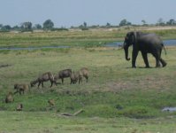 Elephant, cobes et babouins dans le Parc de Chobe