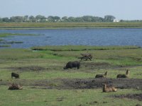 Buffle dans le Parc de Chobe