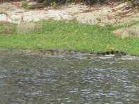 Crocodile du Nil dans la Rivière Chobe