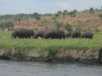 Groupe d'hippopotames au bord de la Rivière Chobe