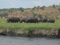 Groupe d'hippopotames au bord de la Rivière Chobe