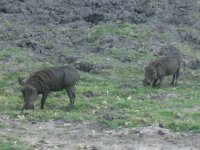 Phacochères dans le Parc de Chobe