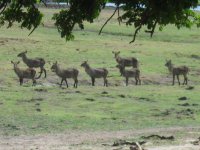 Cobes à croissant (waterbucks) femelles dans le Parc de Chobe