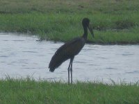 cigogne à bec ouvert (Anastomus lamelligerus )