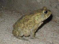 crapaud à Victoria Falls (Zimbabwe)