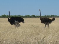 couple d'autruches à Etosha