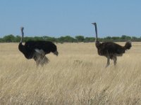 couple d'autruches à Etosha