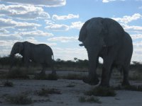 éléphants vus de très près