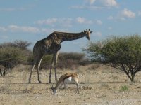 girafe et springbok