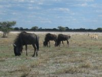 gnous et springbok