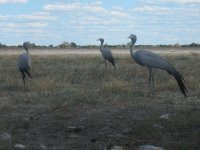 grues d'Afrique Australe