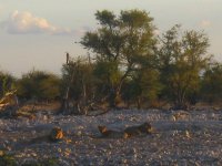 groupe de lions au coucher du soleil