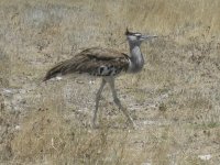 outarde à Etosha