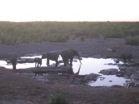 un rhinocéros et des éléphants le soir au point d'eau