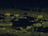 plusieurs rhinocéros au point d'eau pendant la nuit