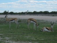 springboks et girafes