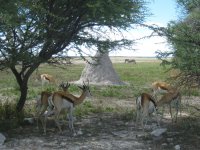 springboks et zèbre