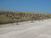 troupeau de springboks