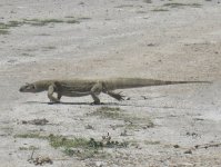 varan dans le Parc d'Etosha