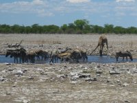 zèbres, girafe et springbok au point d'eau