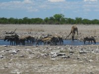 zèbres, girafe et springbok au point d'eau