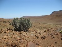 euphorbe dans le désert de pierres