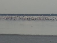 flamands roses à Nata Salt Pan