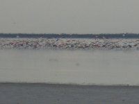 flamands roses à Nata Salt Pan