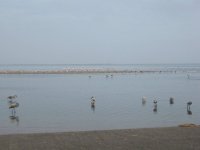 flamands roses à Walvis Bay