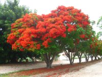 Flamboyants à Grootfontein