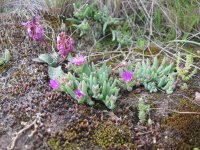 fleurs alpines à Qachas Nek