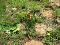 fleurs de type alpin à Semonkong