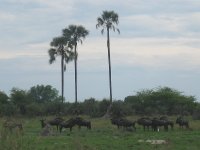 Petit troupeau de gnous dans le Delta